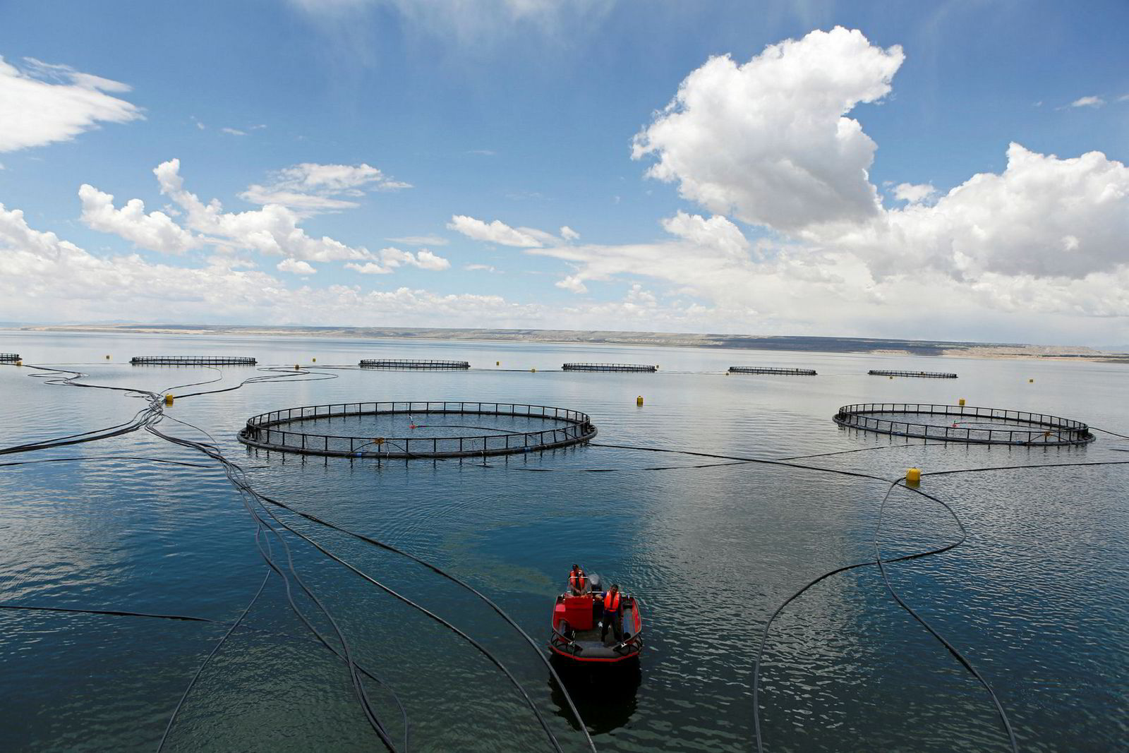 Chinese farmed trout giant's growth plans put sustainability first