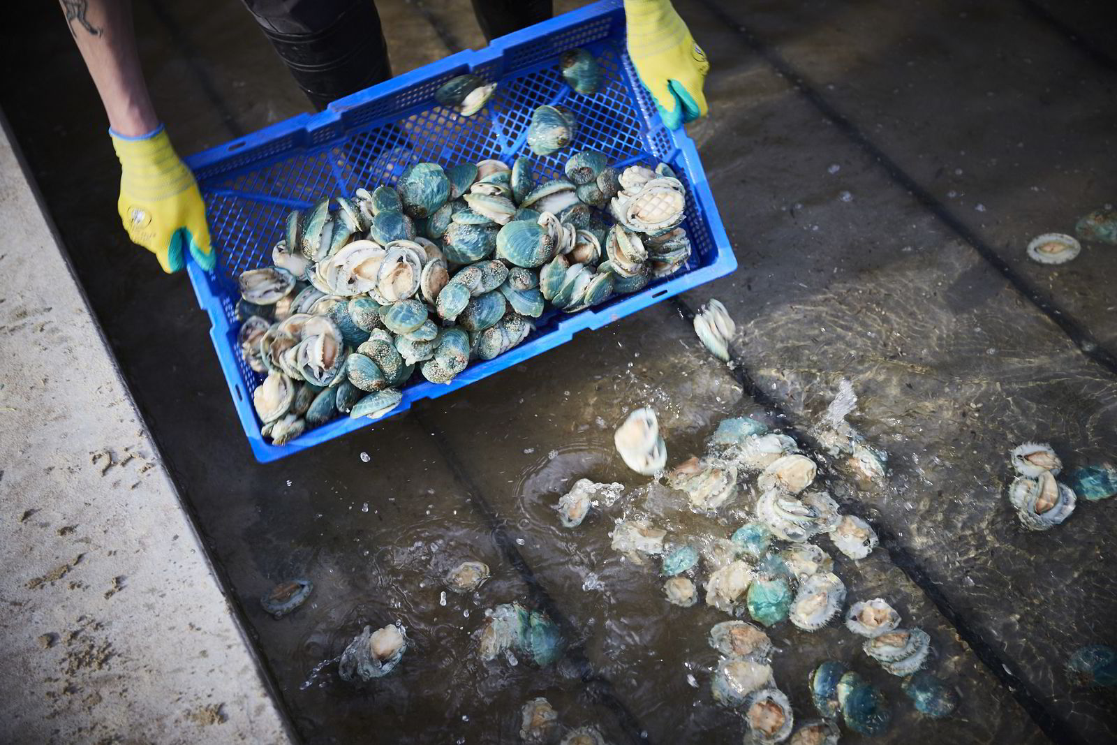 Southern hemisphere's biggest abalone producer formed from fourfarm