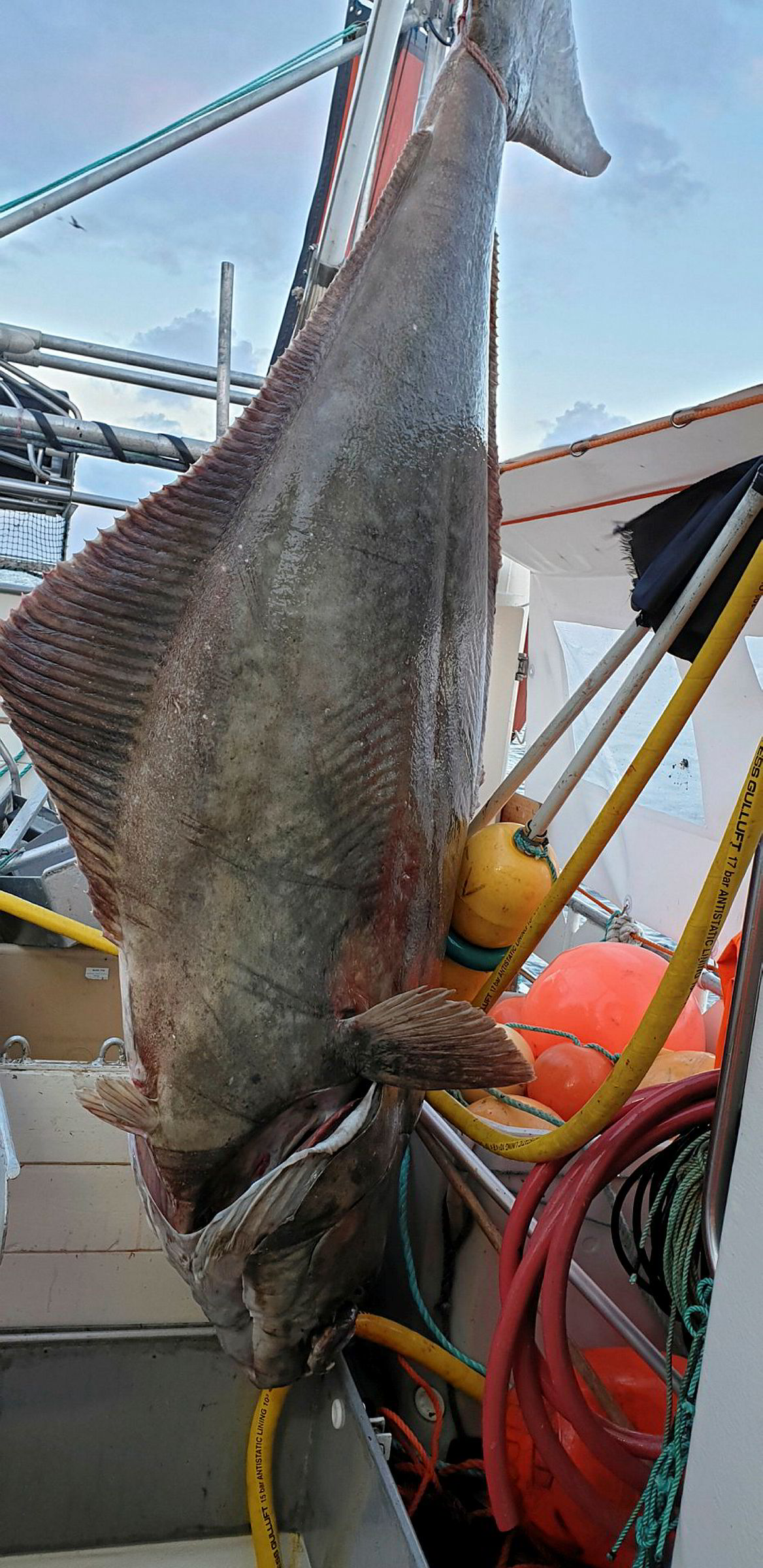 Næringsliv, Kveite  Nå vil «ingen» ha denne fisken: – Har ikke