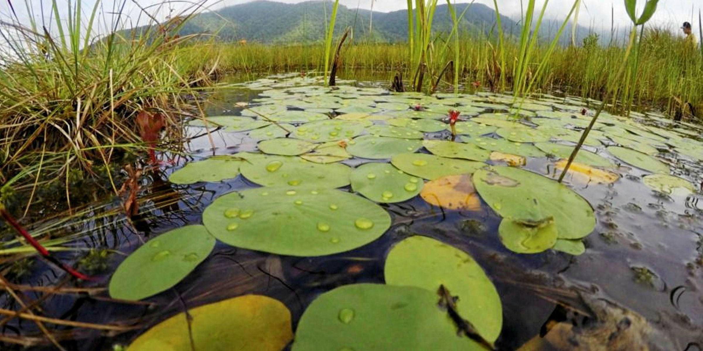 Болото для дошкольников. Озеро маклок воронеж. Болото для детей. Цифра 3 голубая. Цифра 3 трафарет.