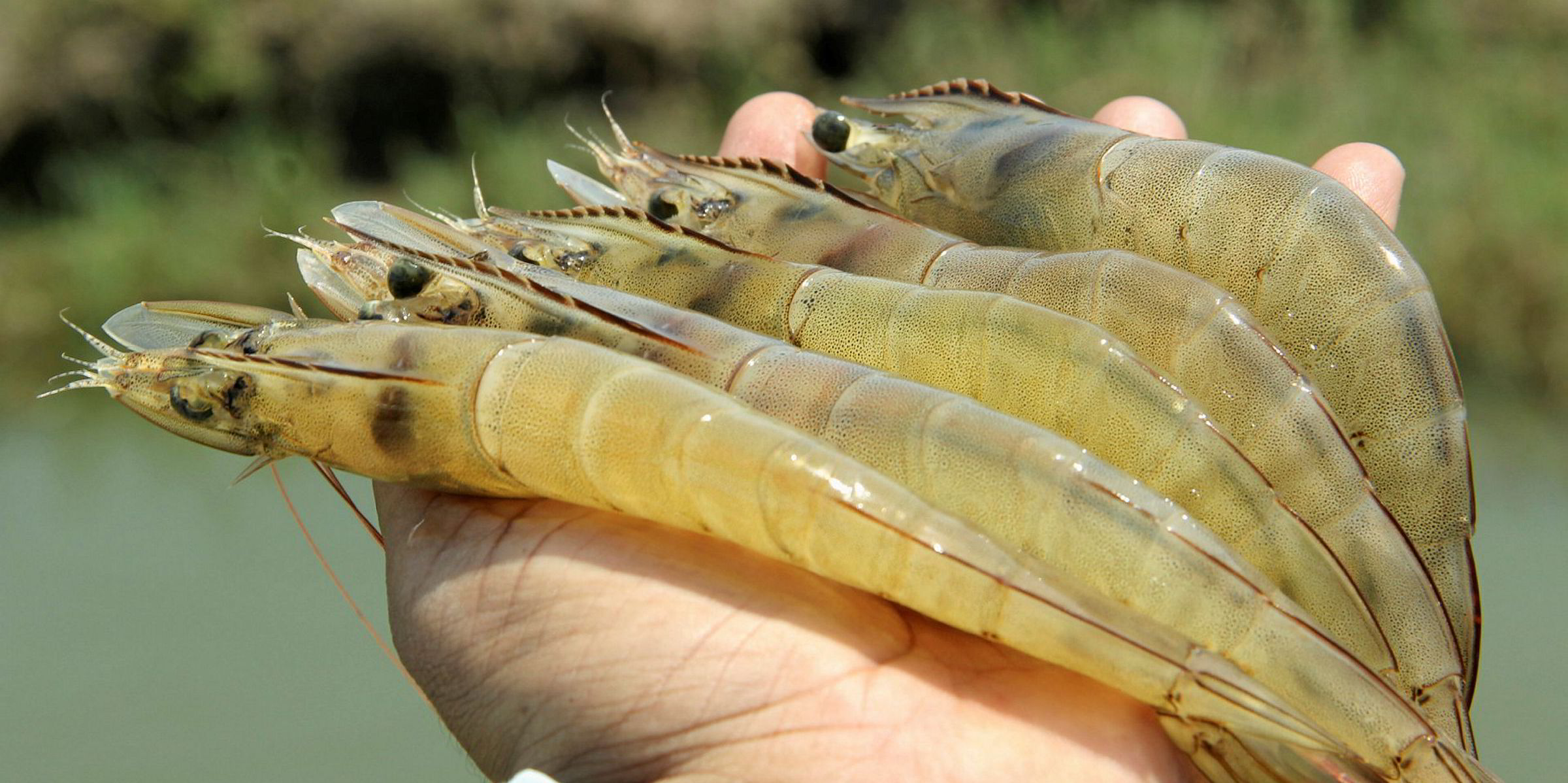 The Indian state setting a high bar for shrimp production Intrafish