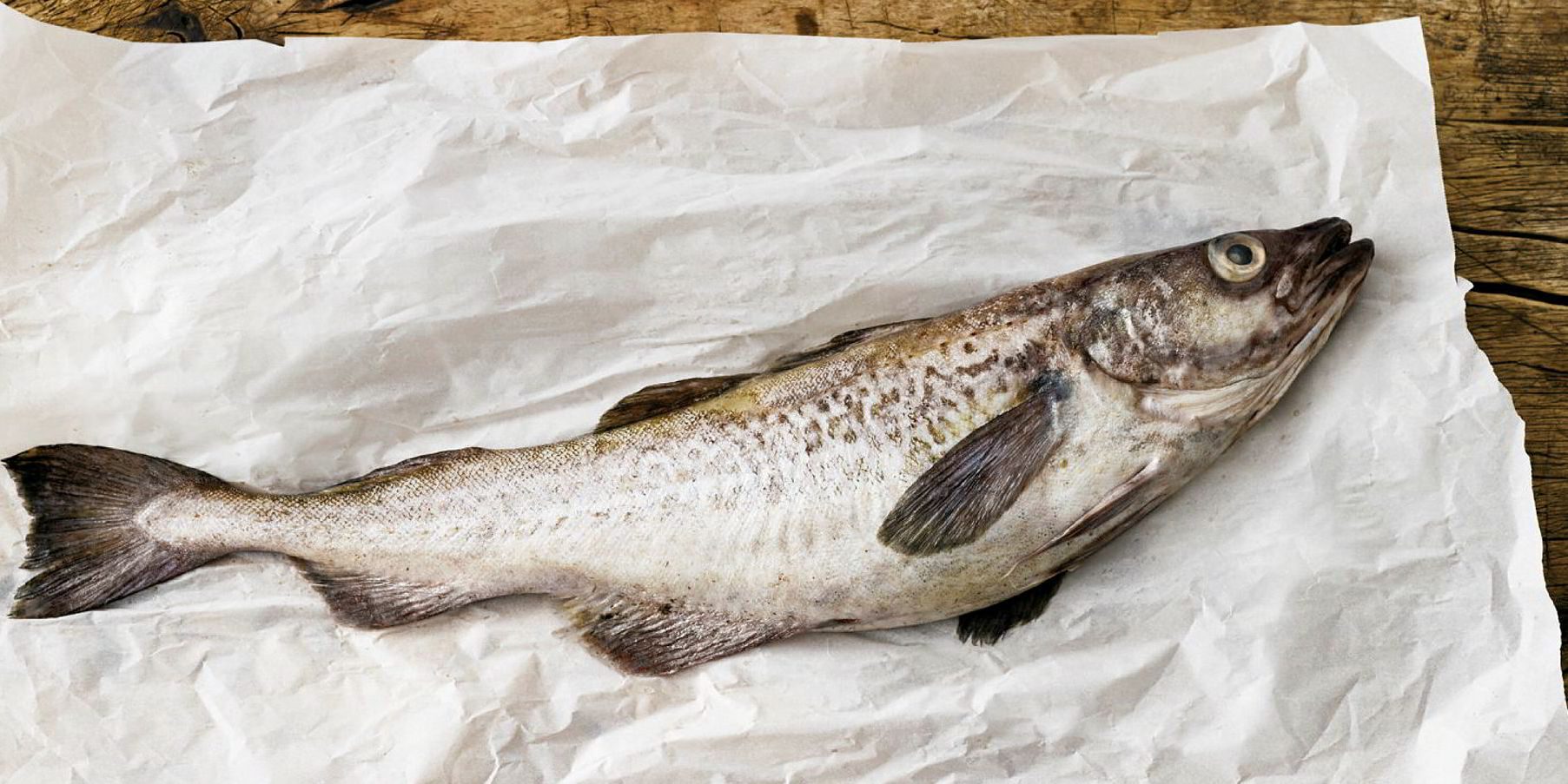 Trident Seafoods, Channel Fish win yet another $2 million Alaska pollock  bid