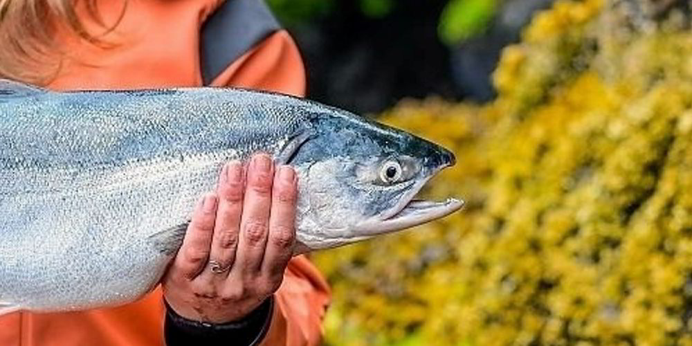 New forecast projects a sharply higher Copper River salmon catch in