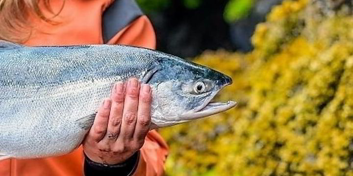 New forecast projects a sharply higher Copper River salmon catch