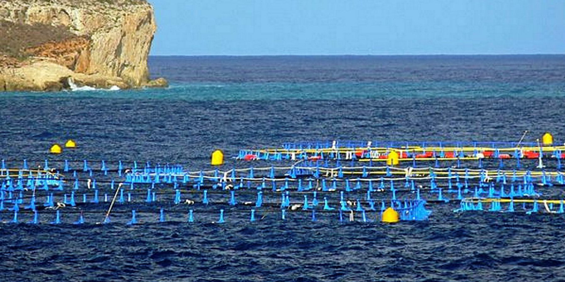 Malta tuna farm shut down over sea slime incident Intrafish