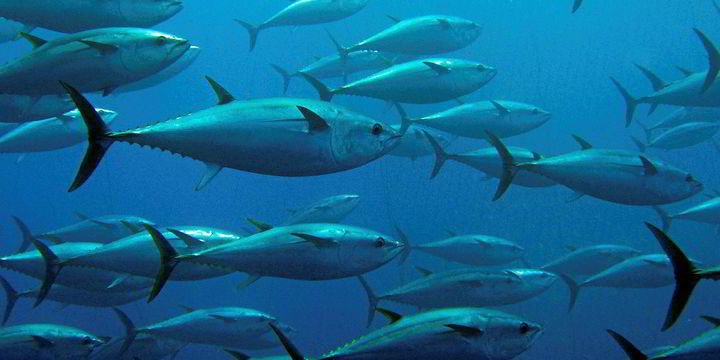 Report: Illegal Tuna Operations Were Known To Maltese Authorities 