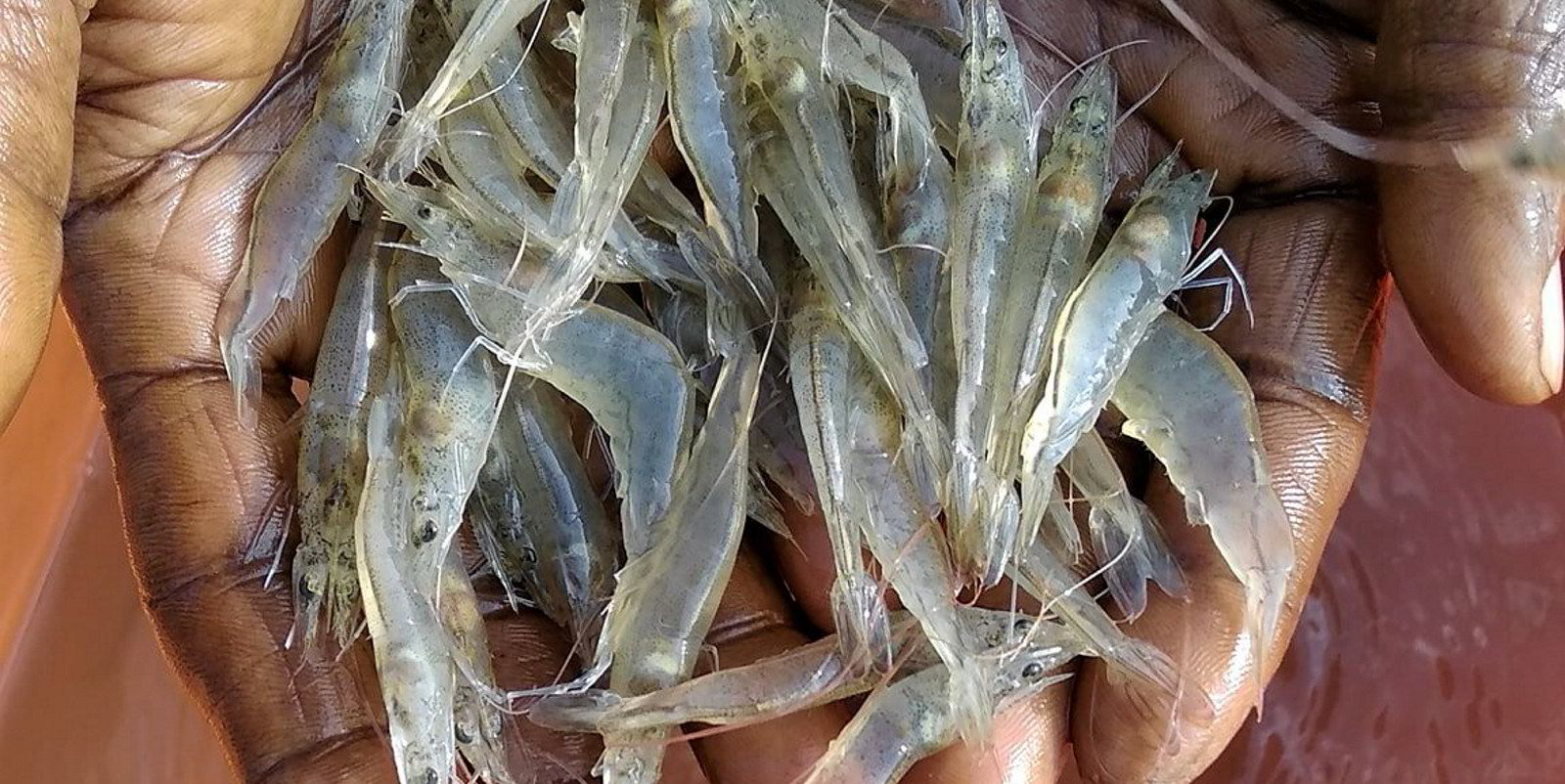 Indonesia shrimp exports up 3 in first seven months