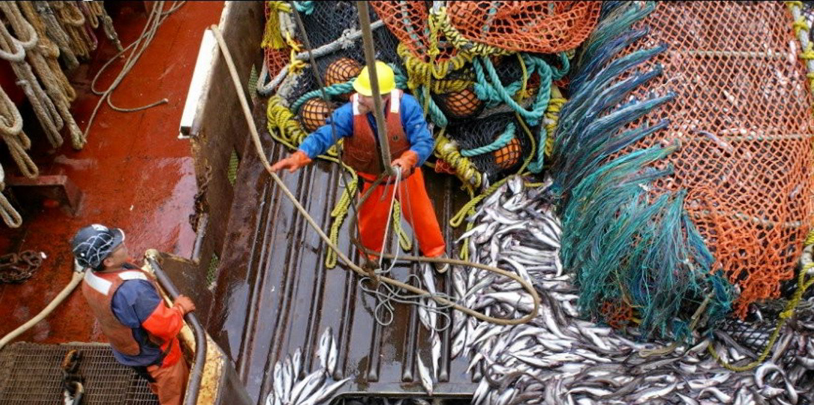 Alaska pollock industry avoids a 'hard cap' on chum salmon bycatch for now
