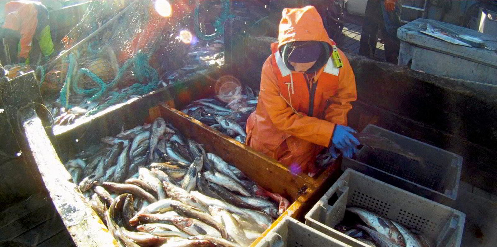 Alaska pollock prices hold firm, but a softer market could be on the