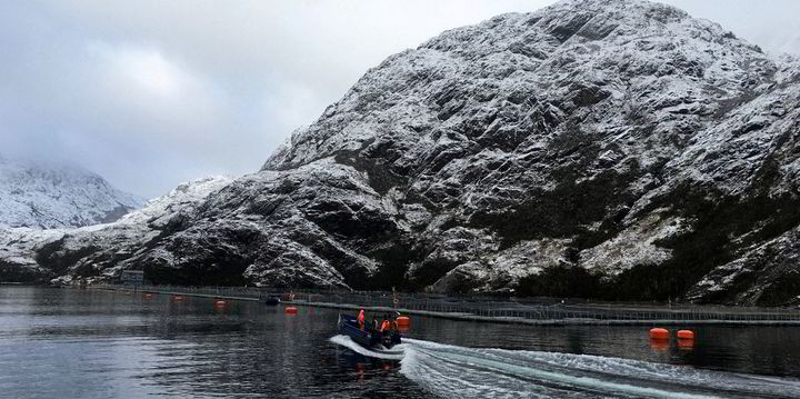 Nova Austral claws back Aquaculture Stewardship Council stamp for two of its salmon farms - Vimarsana News