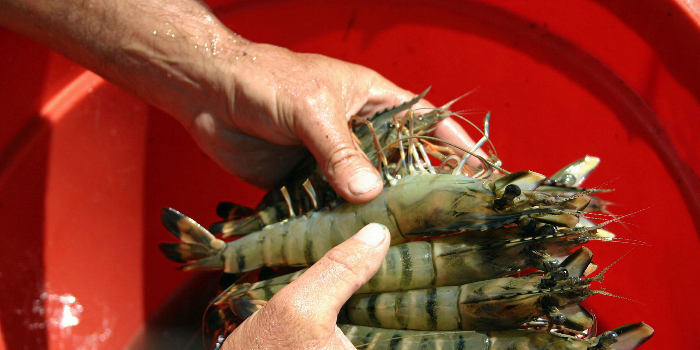 Australian mega shrimp farm gets hatchery goahead