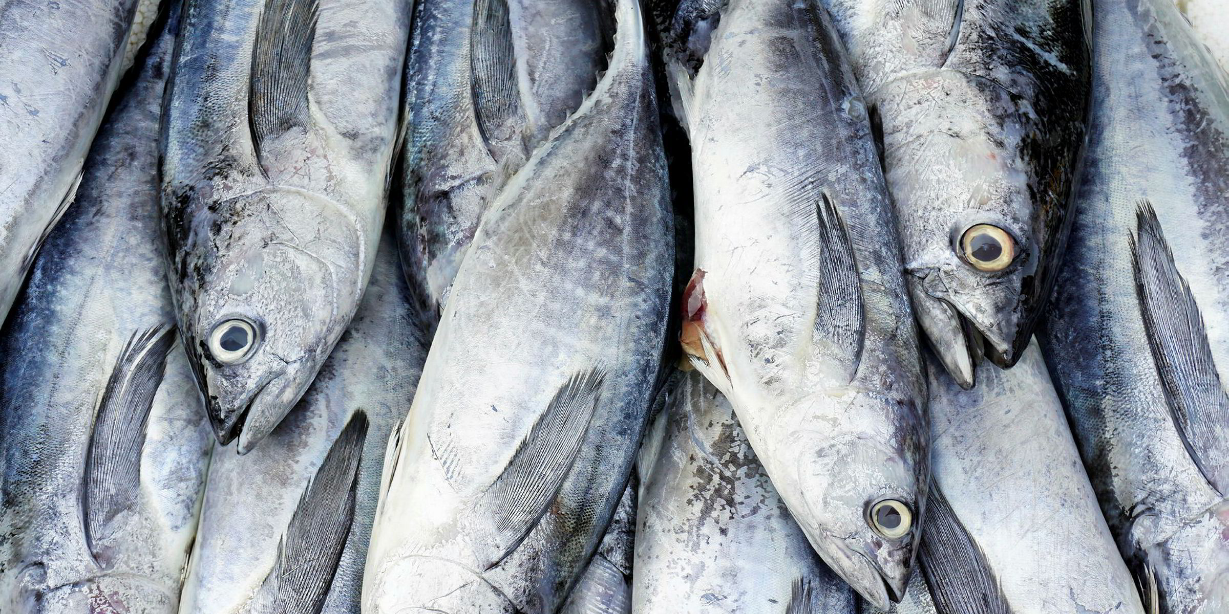 Protest growing against large-scale tuna fishing on French Polynesian ...