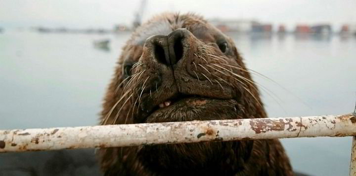 Sea Lion financing nears agreement