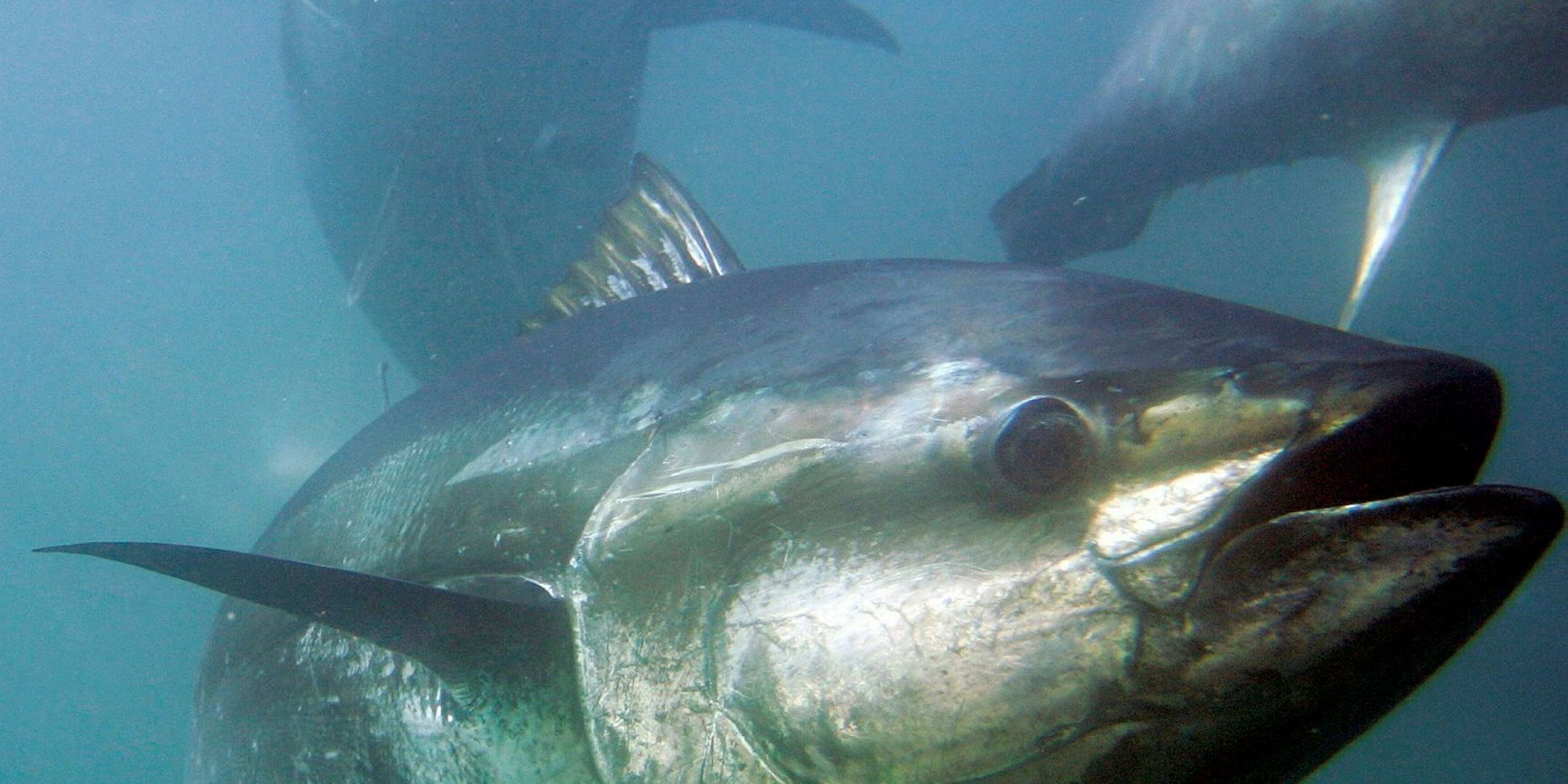 WWF backs research on bluefin tuna's return to Scandinavian waters