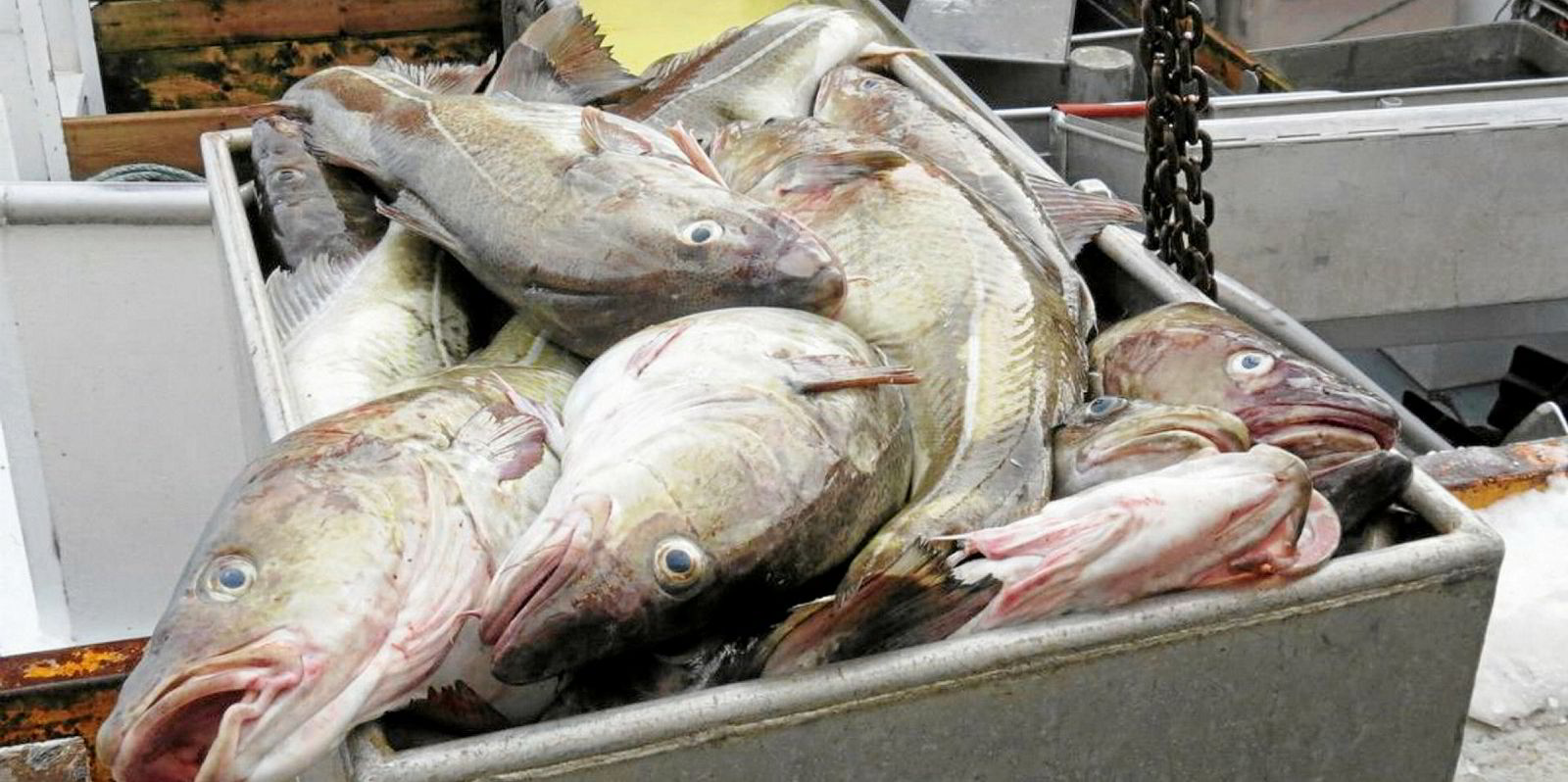 Norway, Greenland ink deal to keep cod, haddock quotas steady in 2021