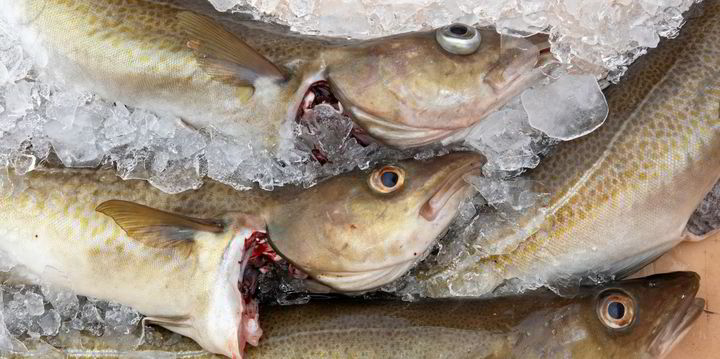 With quota cuts and seasonal shortages, farmed cod is increasingly ...