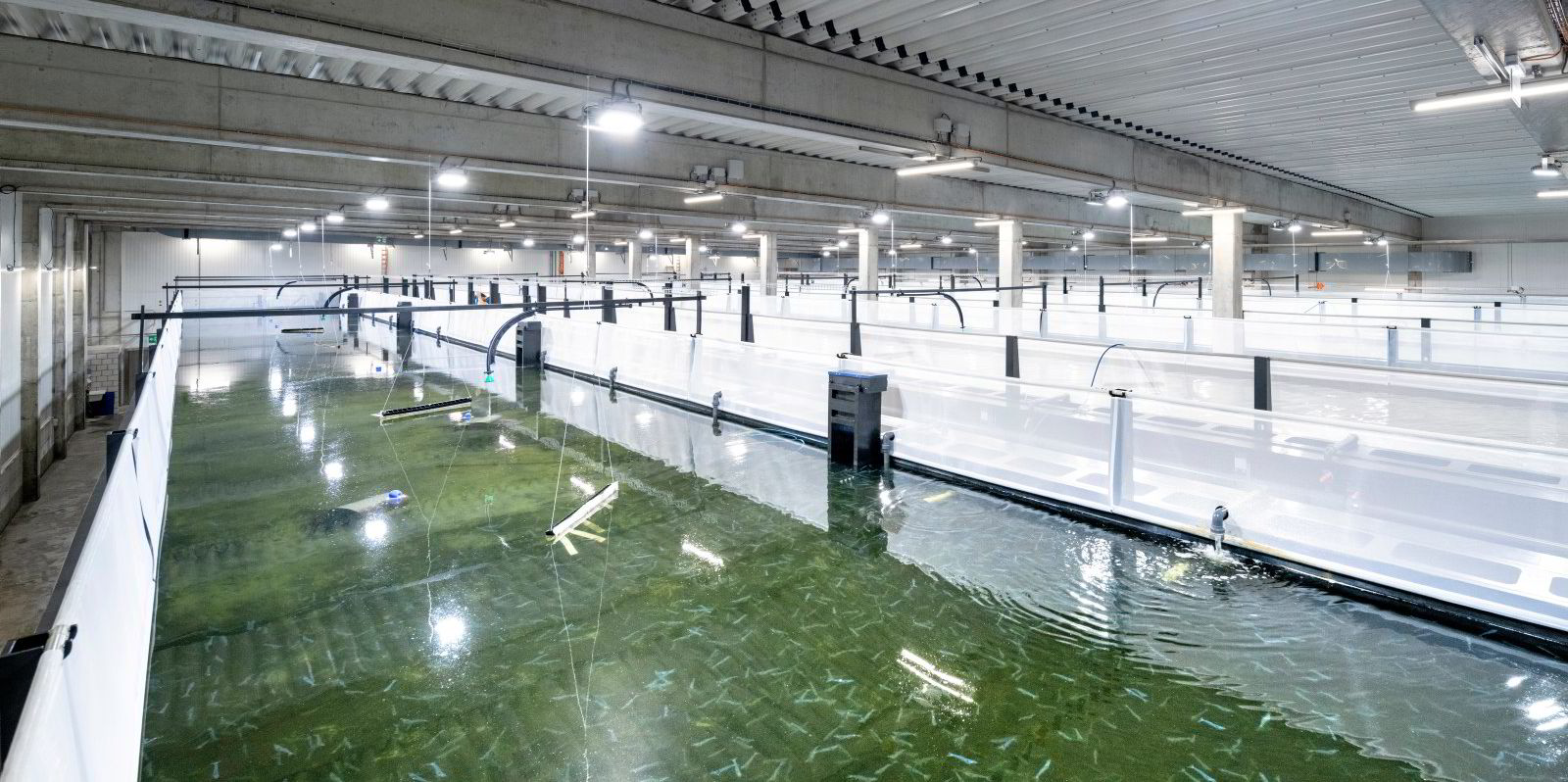Swiss RAS shrimp farmer seeks $9 million to double capacity and meet ...