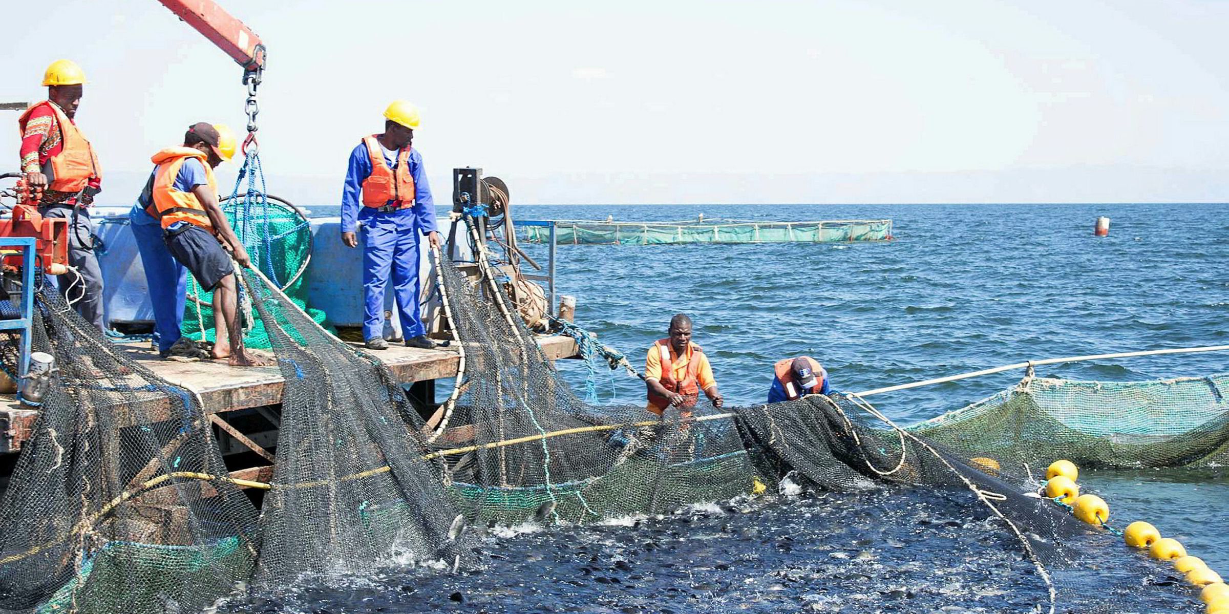 Benchmark's Spring clinches deal with African tilapia producer