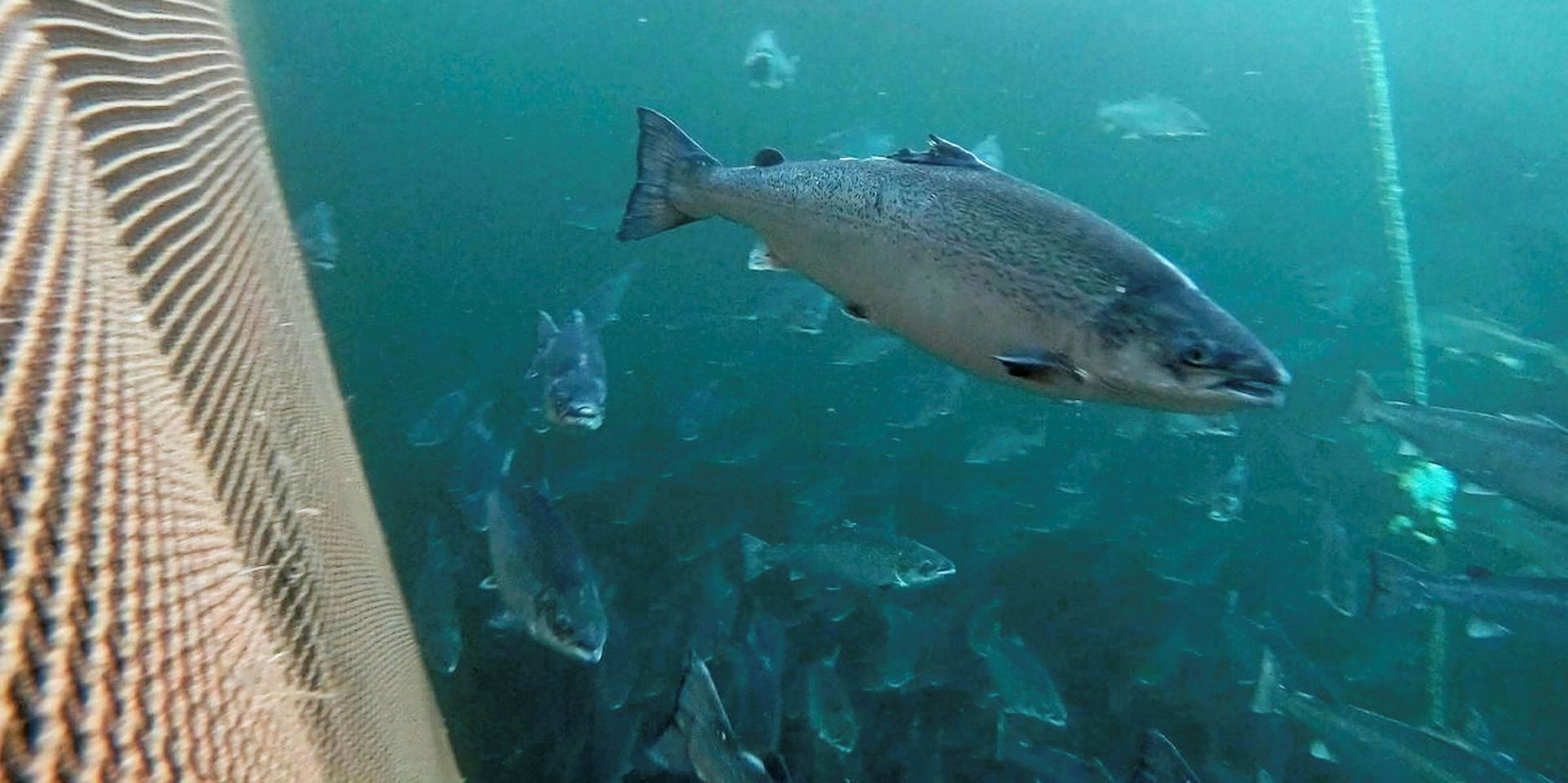 Over 2 million salmon escaped from Norwegian fish farms in the last