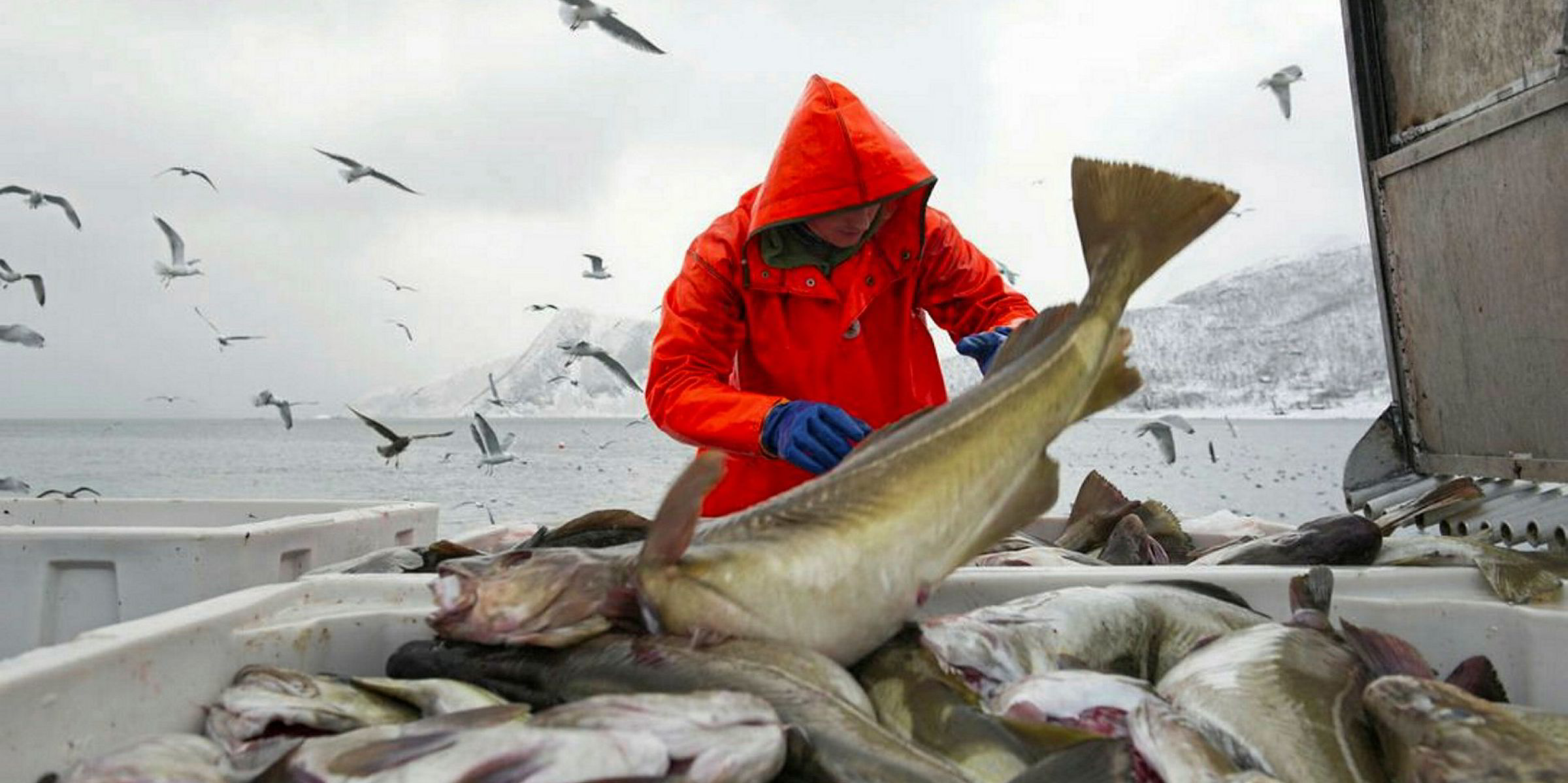 Prospect of jump in Atlantic cod quota sparks optimism among major