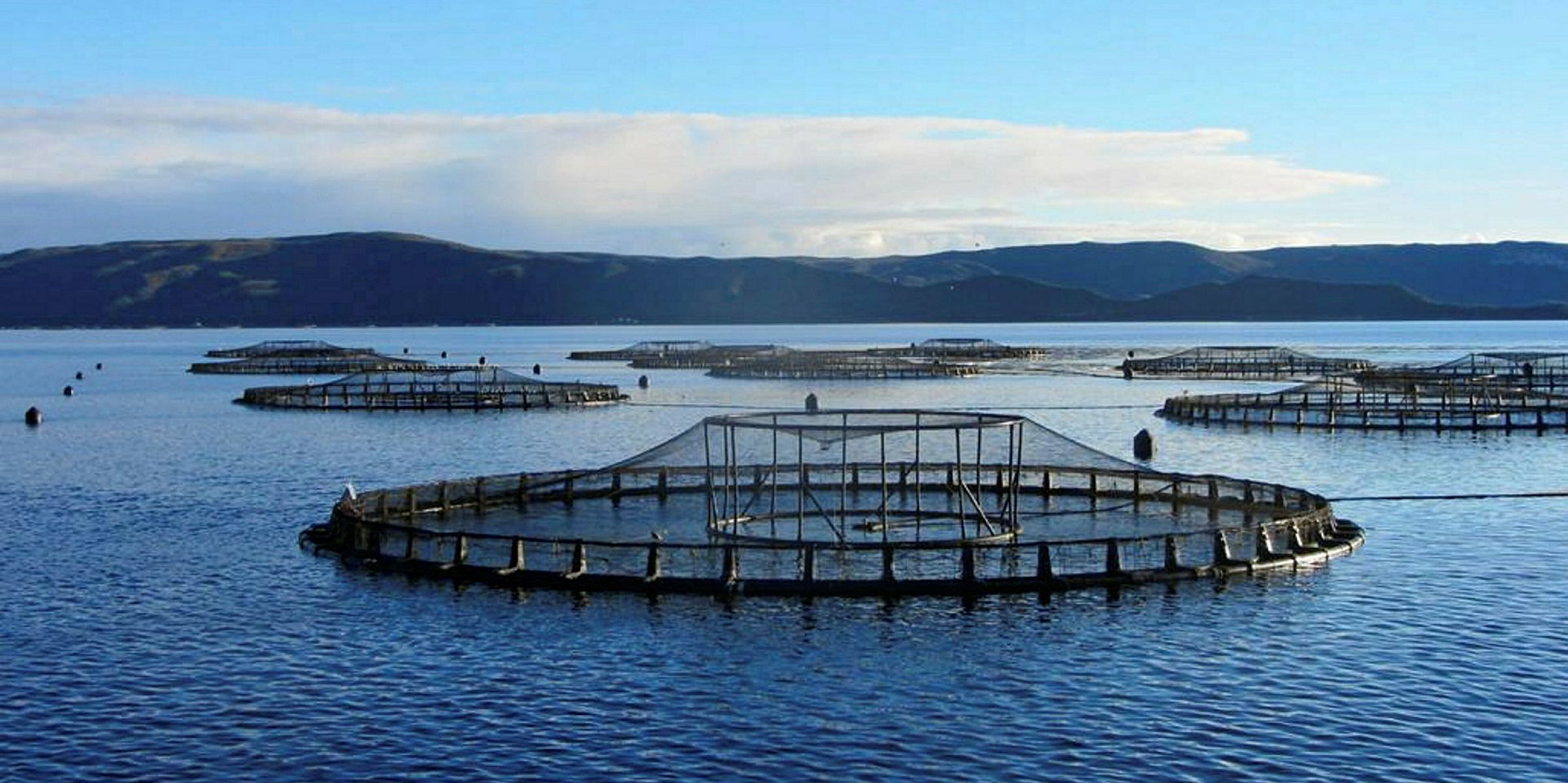 Appeal against new Tassal site wins ground | IntraFish.com