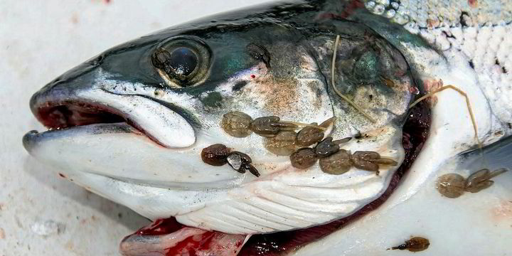 Scientists patent new sea lice prevention method - IntraFish