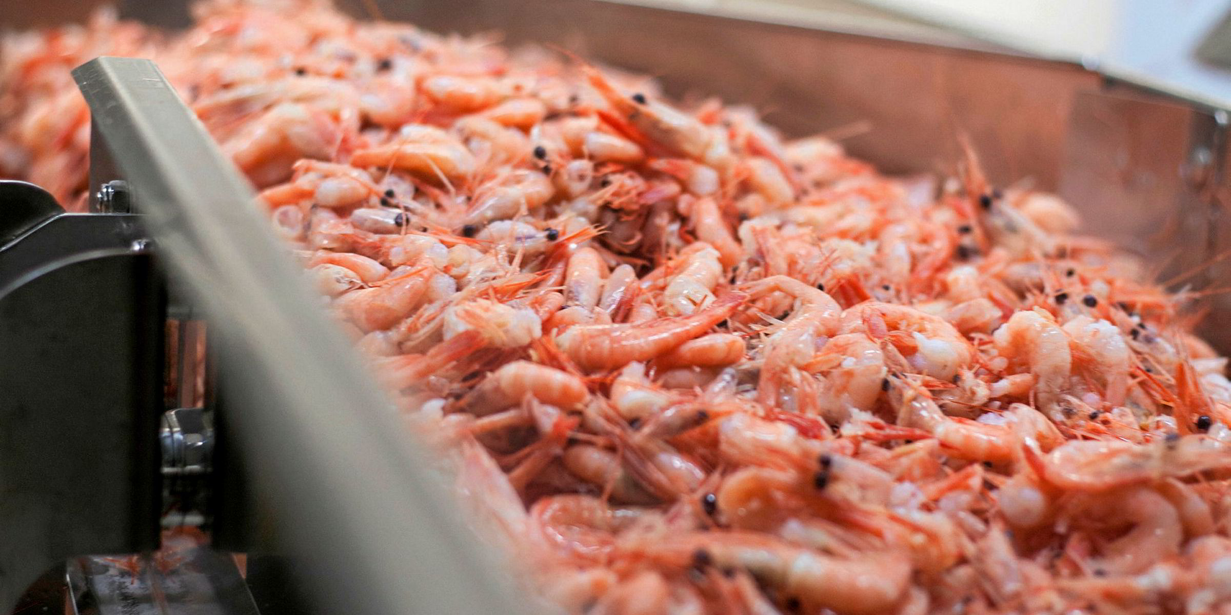 Iceland's Fisk Seafood shutters shrimp processing plant | IntraFish.com