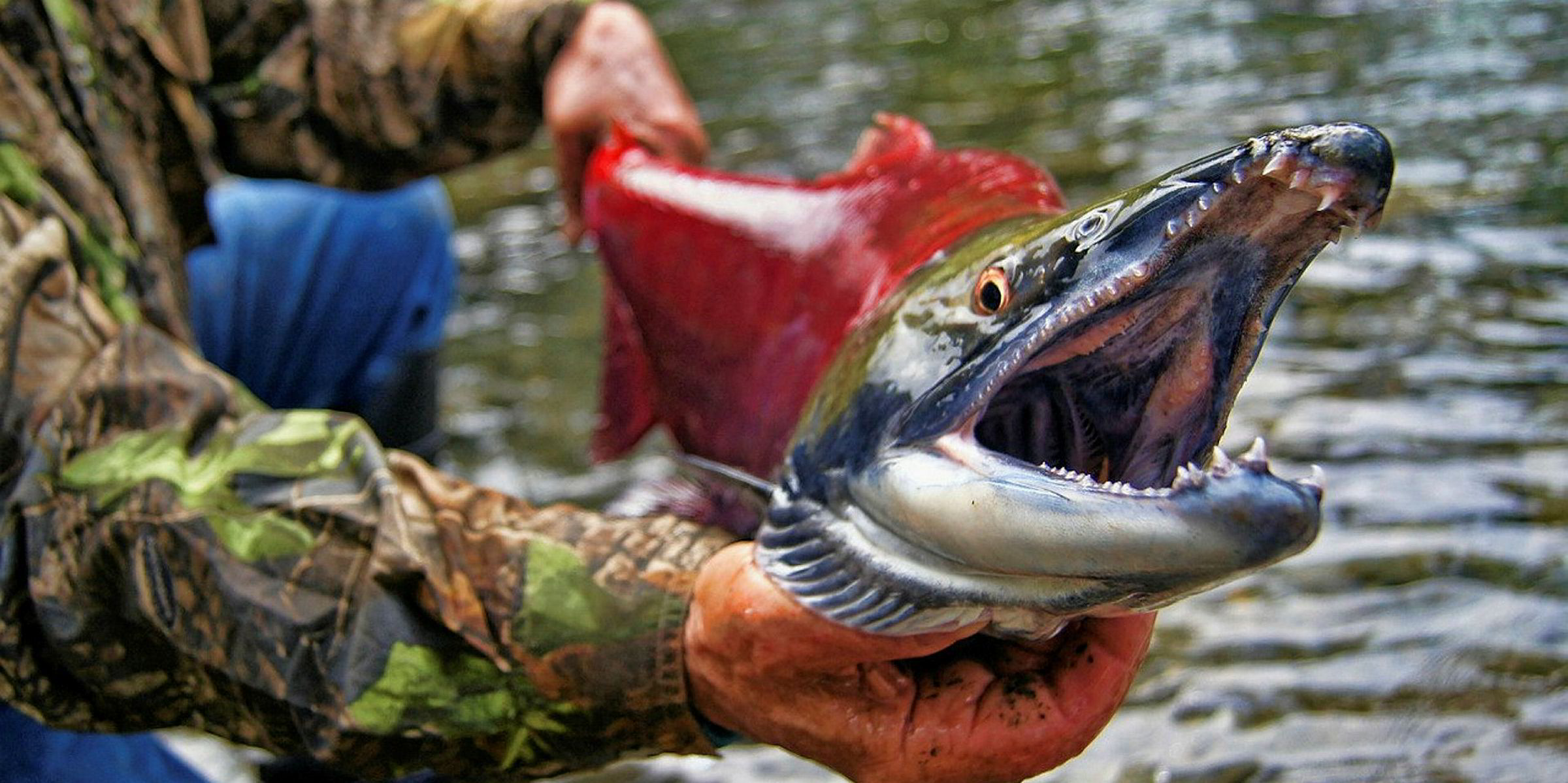 Canadian wild salmon fisheries quitting MSC program