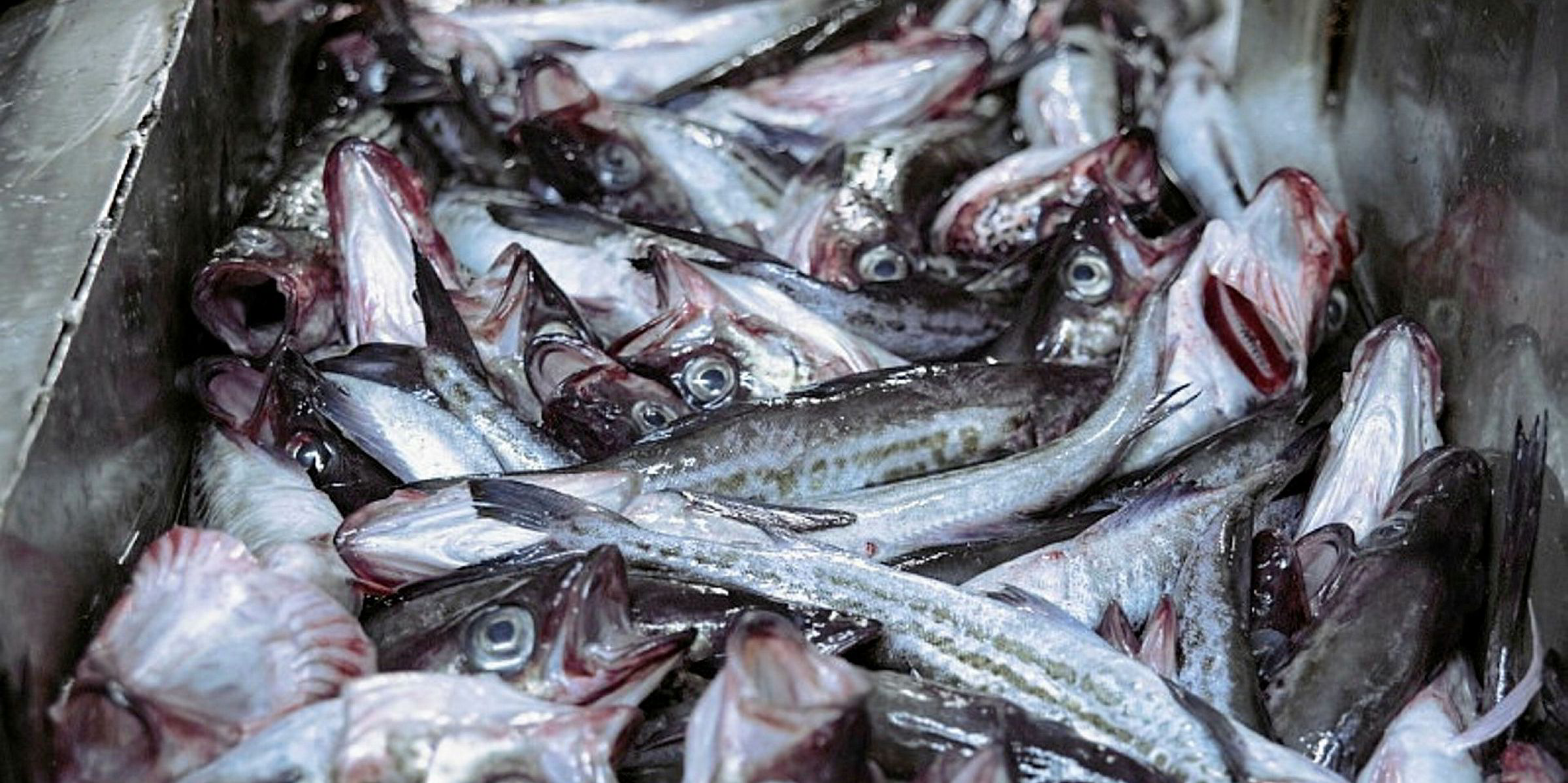 Russian Fishery snaps up remaining shares in valueadded pollock