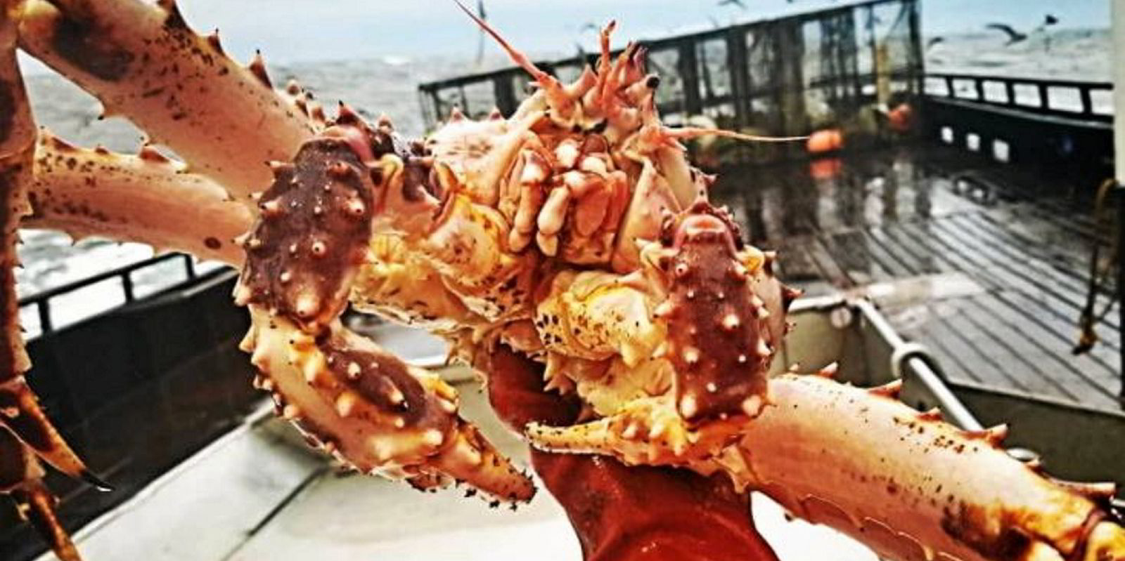 Sportsmand valg frakobling Bristol Bay red king crab season cancelled for the second year in a row |  IntraFish.com