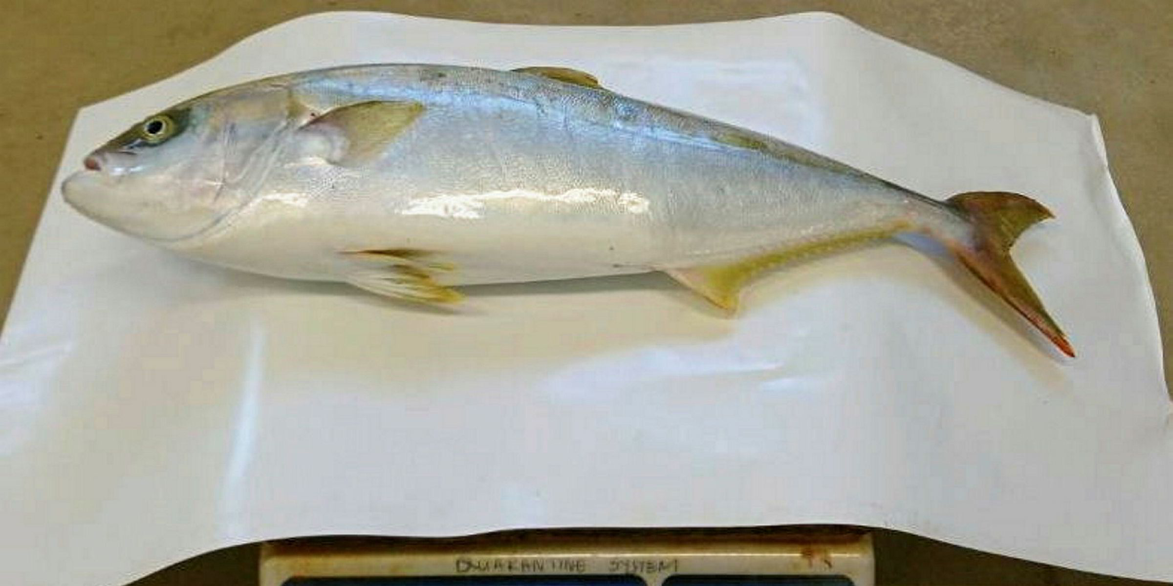 South African landbased yellowtail farm sees 'unprecedented' growth