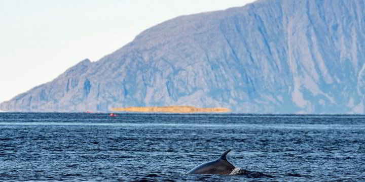 – There is no basis for the claim that more whales should be hunted