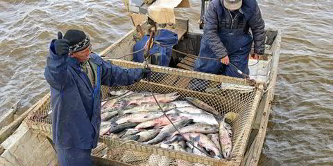 Russian herring processors hike prices in face of raw material