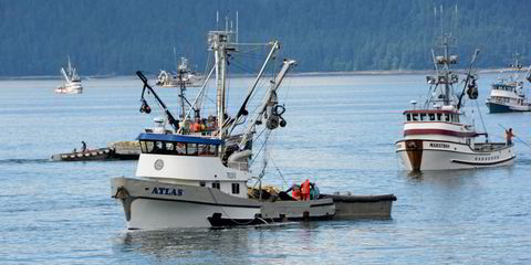 Alaska salmon LIVE UPDATES: Overall salmon harvest 17% above last year's