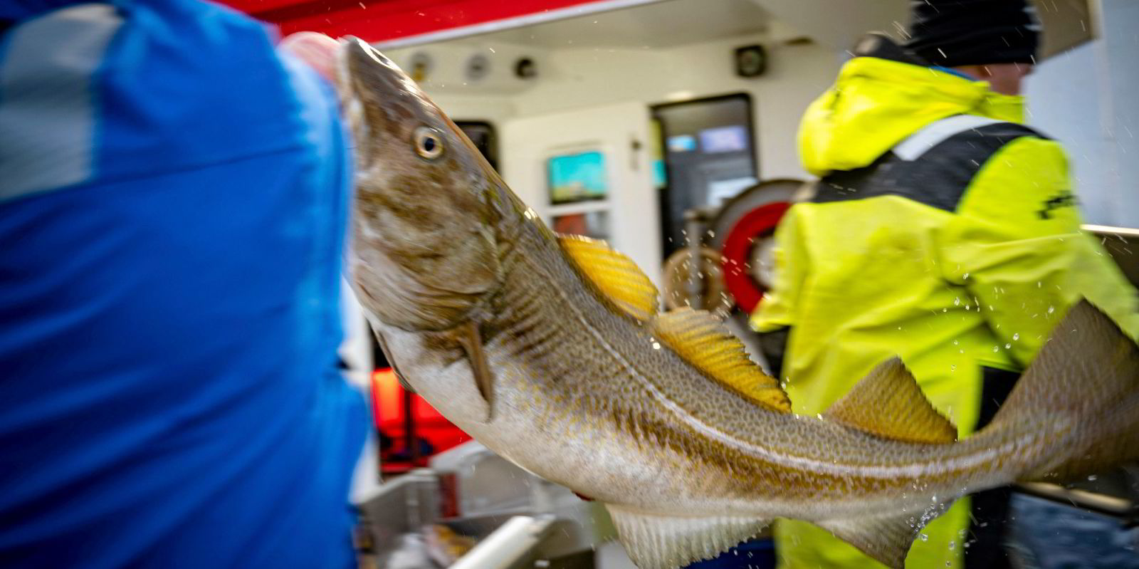 'Make saithe great again' Nordic Group CEO says Barents Sea quota cut