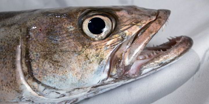 Chilean sea bass supplier sues US importer, alleging breach of contract ...