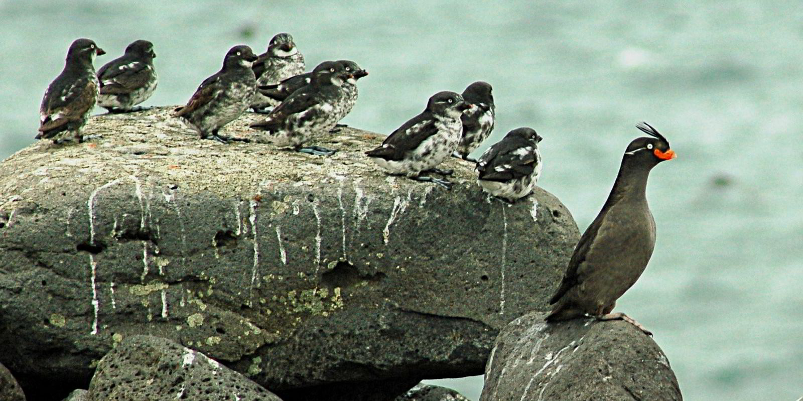 US rejects IMC rat-killing bill from 2004 Selendang Ayu casualty |  TradeWinds