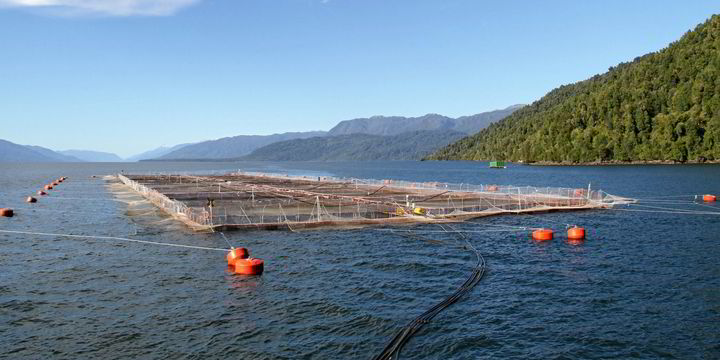 Chile's Aysen region hit by new algal bloom, low oxygen levels ...