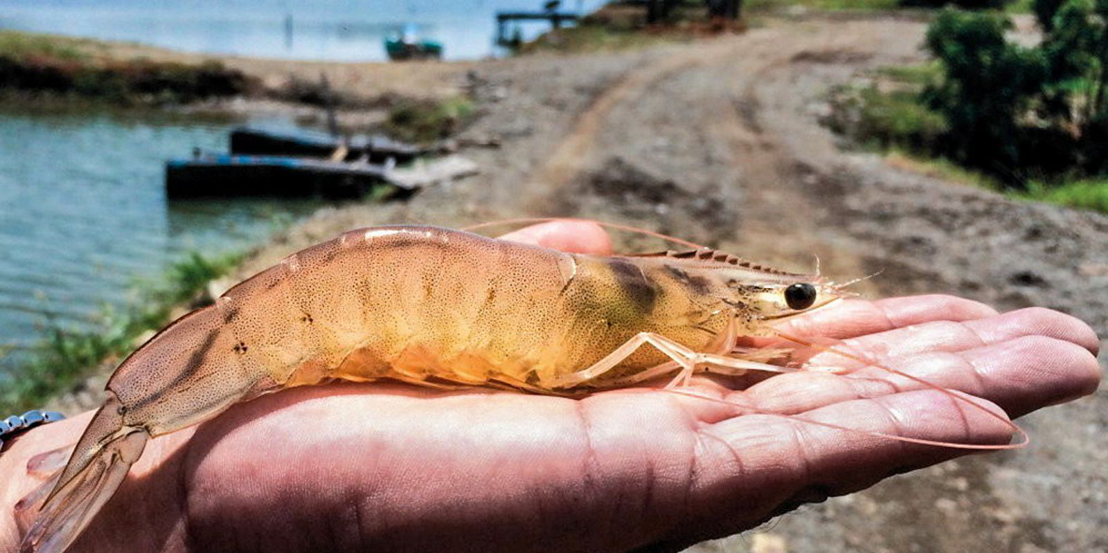 Global farmed shrimp production expected to hit record high next year