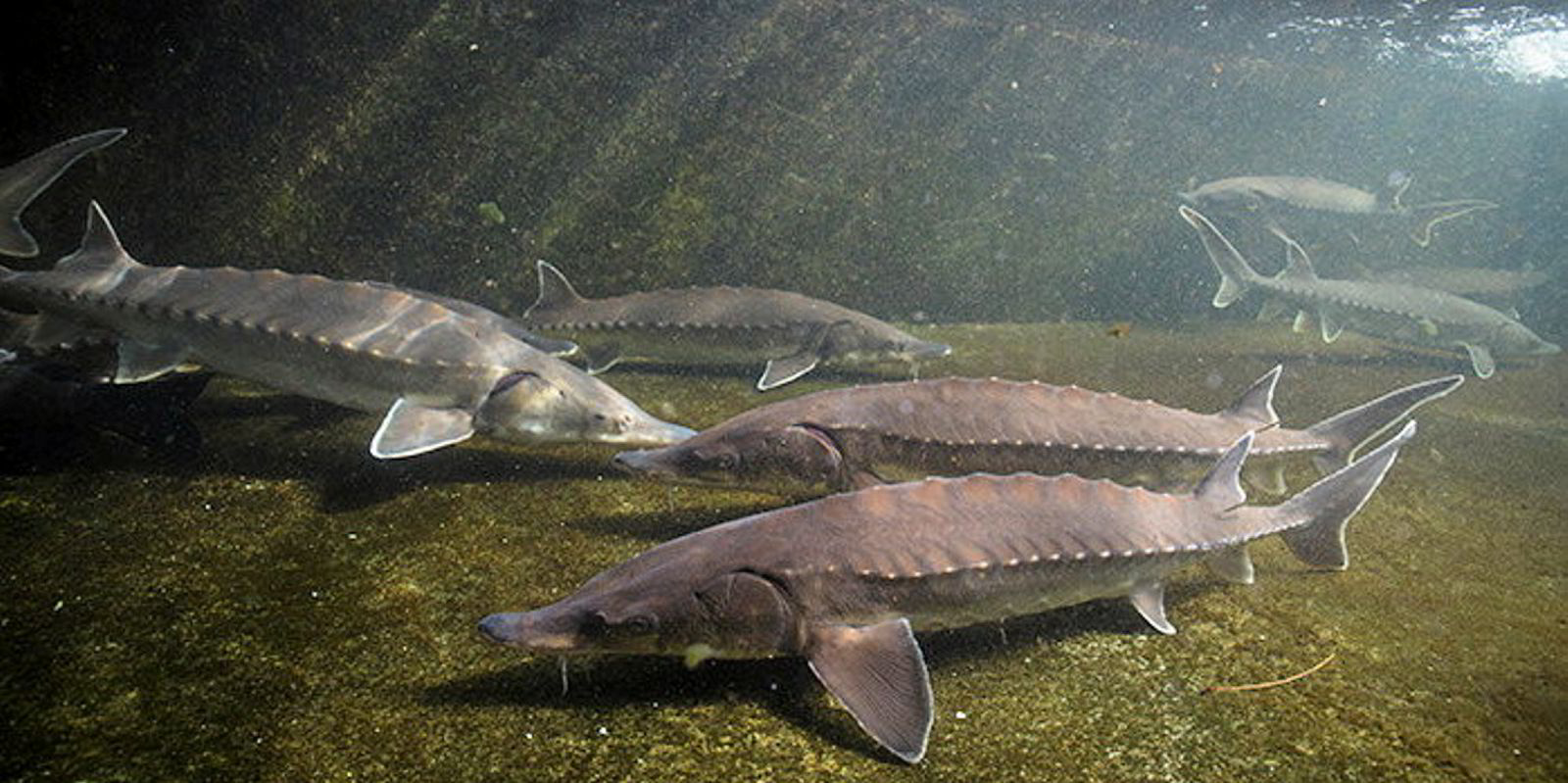 Sturgeon Fish