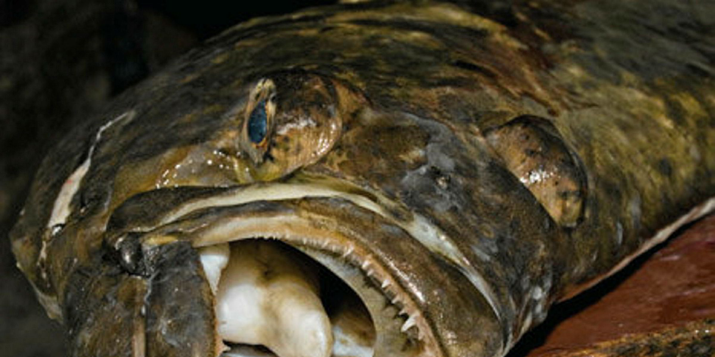 Massive farmed halibut escape is largest ever in Norway Intrafish