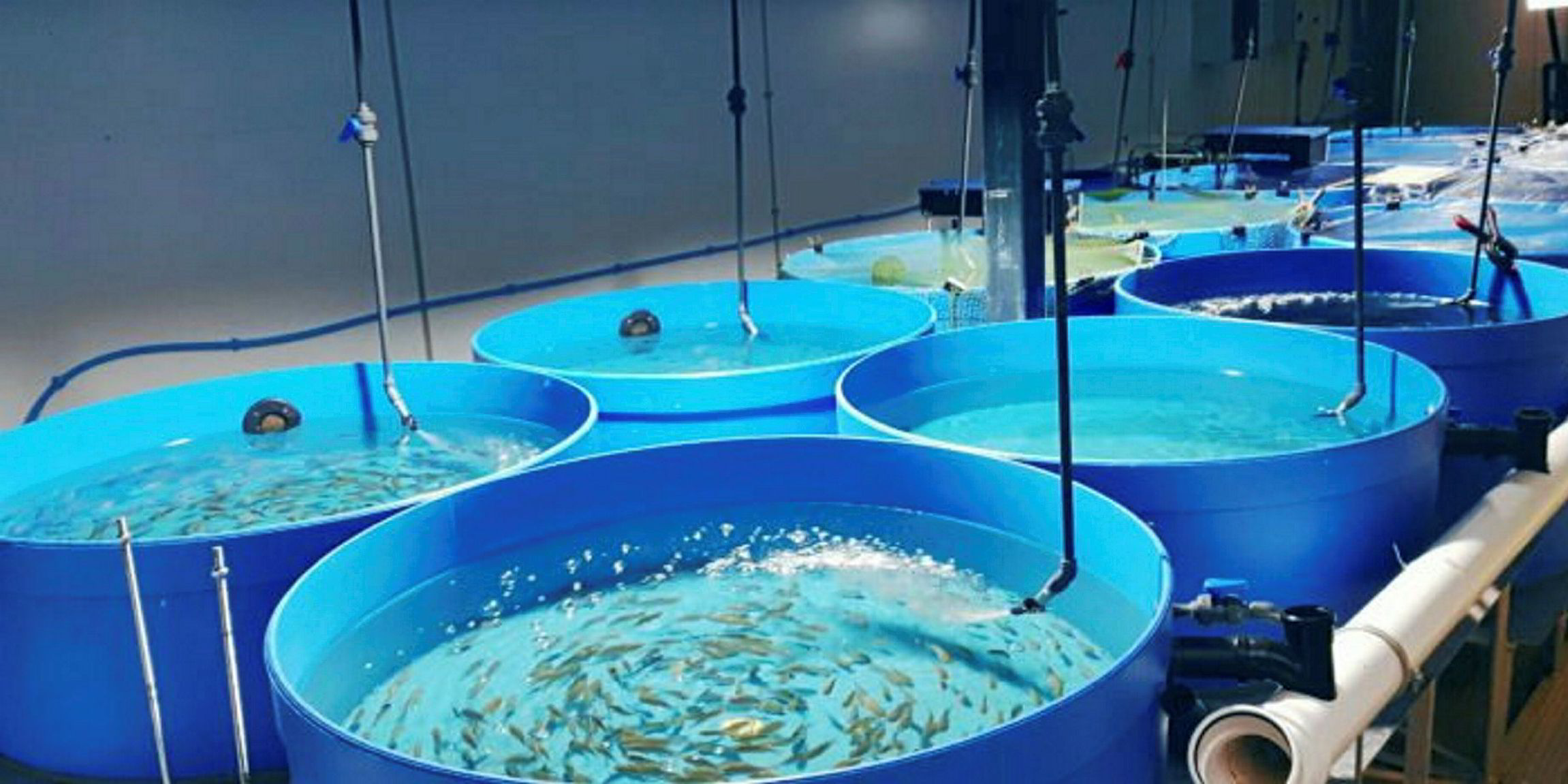 UK’s first tilapia hatchery opens up in Wales Intrafish