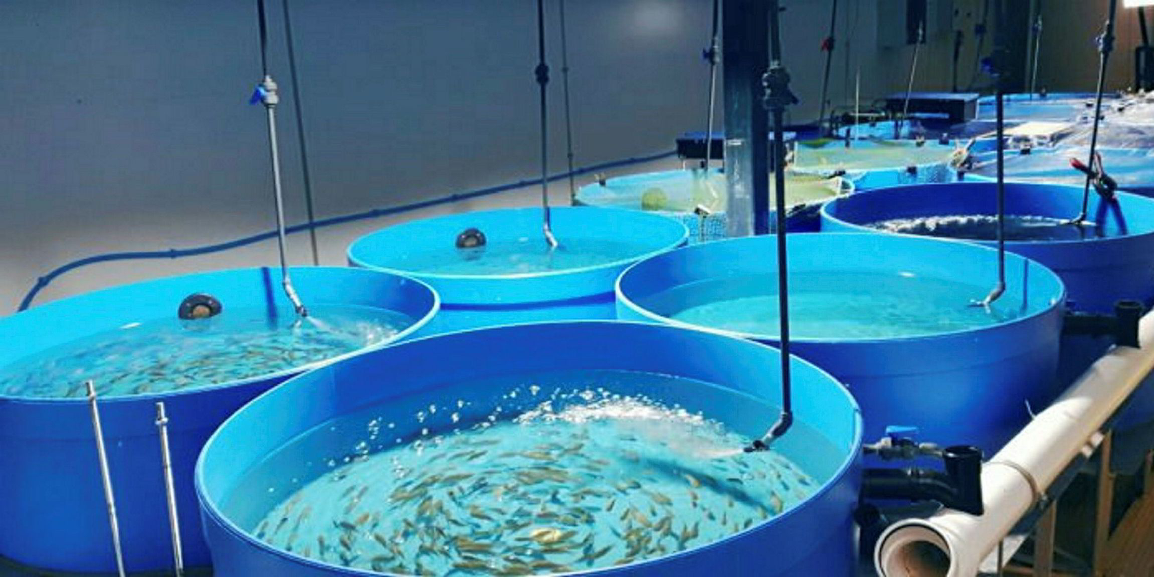 uk-s-first-tilapia-hatchery-opens-up-in-wales-intrafish