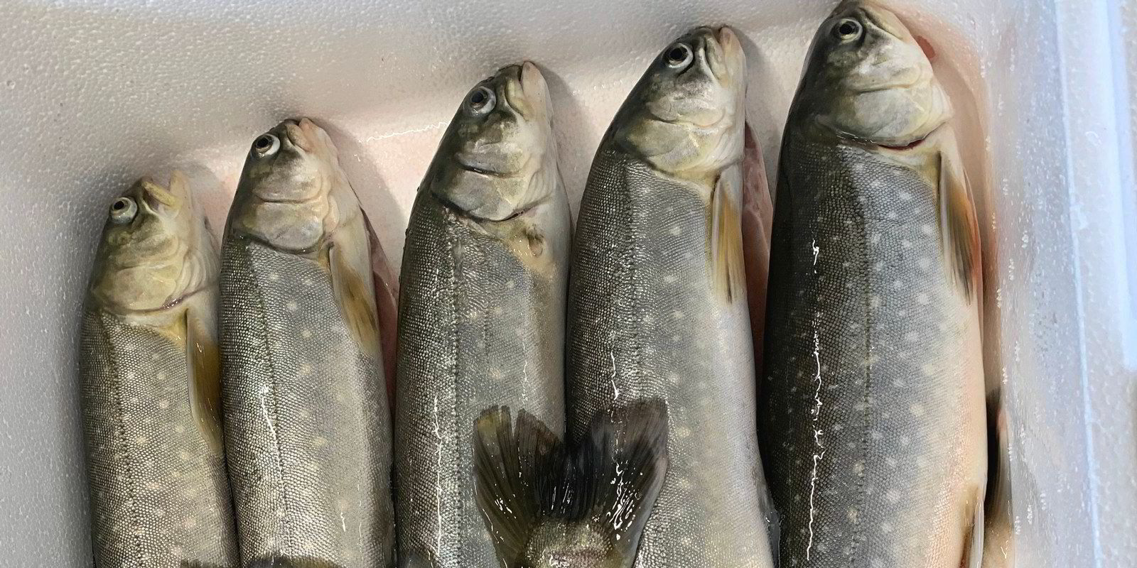 Både kommune og stat taper millioner på røye-konkurs | IntraFish.no