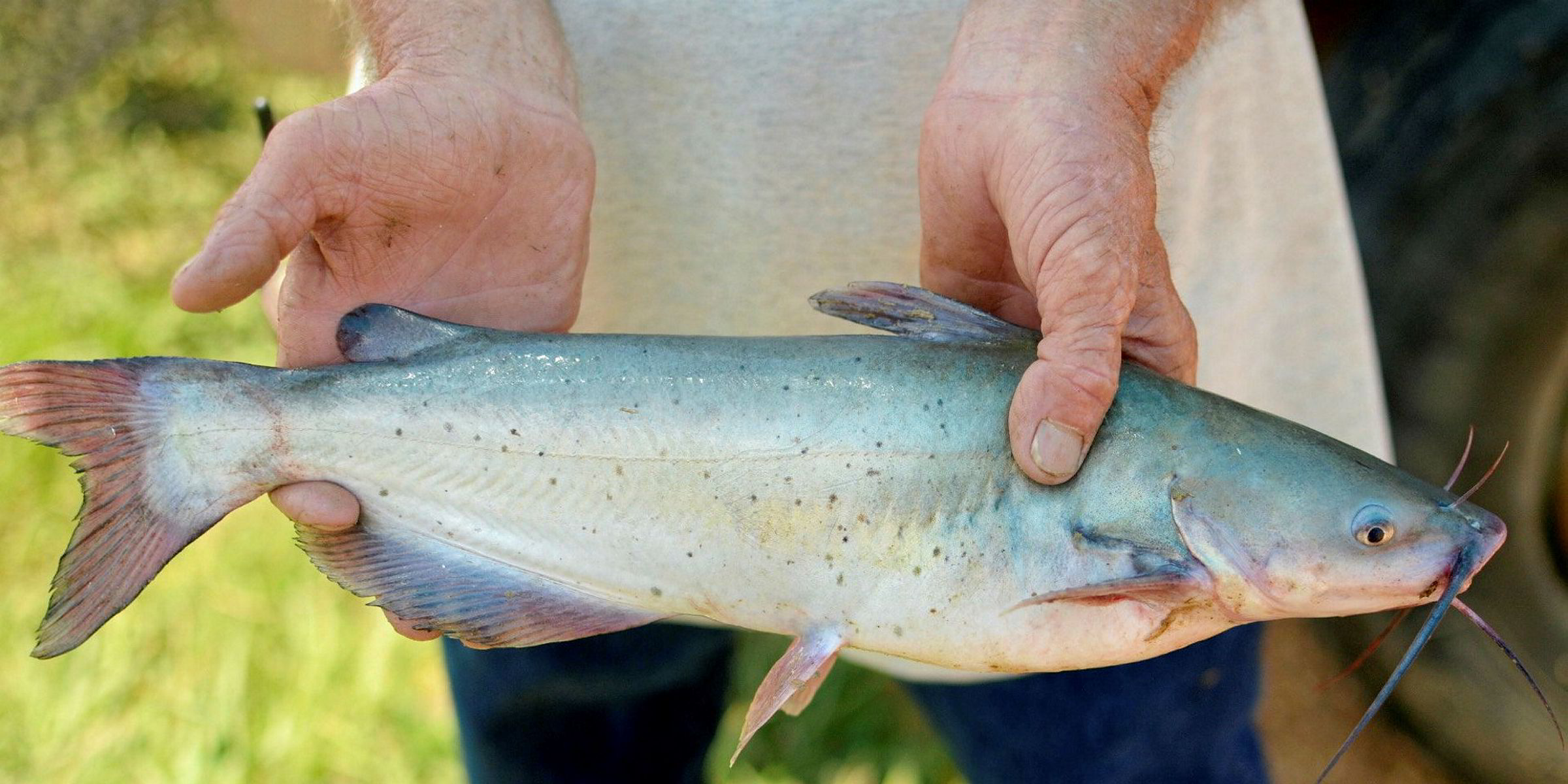 US catfish industry expects 'levelplaying field' with new inspection