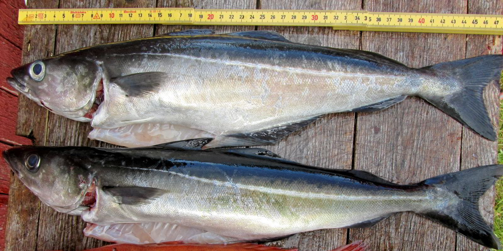 Økning i både kvantum og verdi: 2022 har vært et jubelår for ...