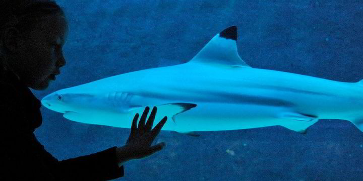 Blacktip tagged: Shell and Repsol evaluate development options for latest US Gulf deep-water discovery - Vimarsana News