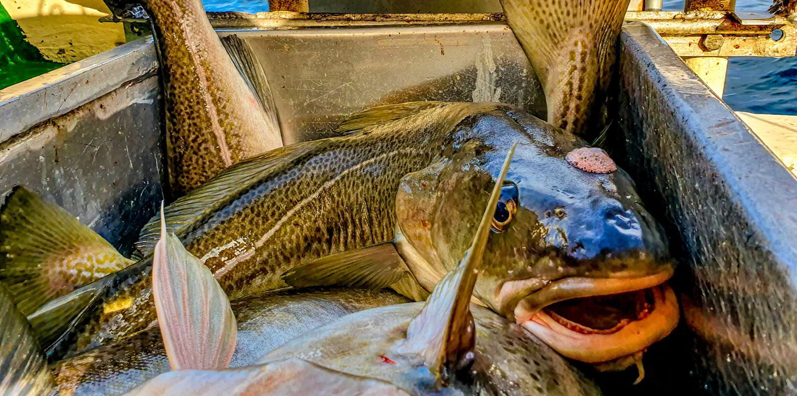 Groundfish Forum Global whitefish supply expected to hold steady, but