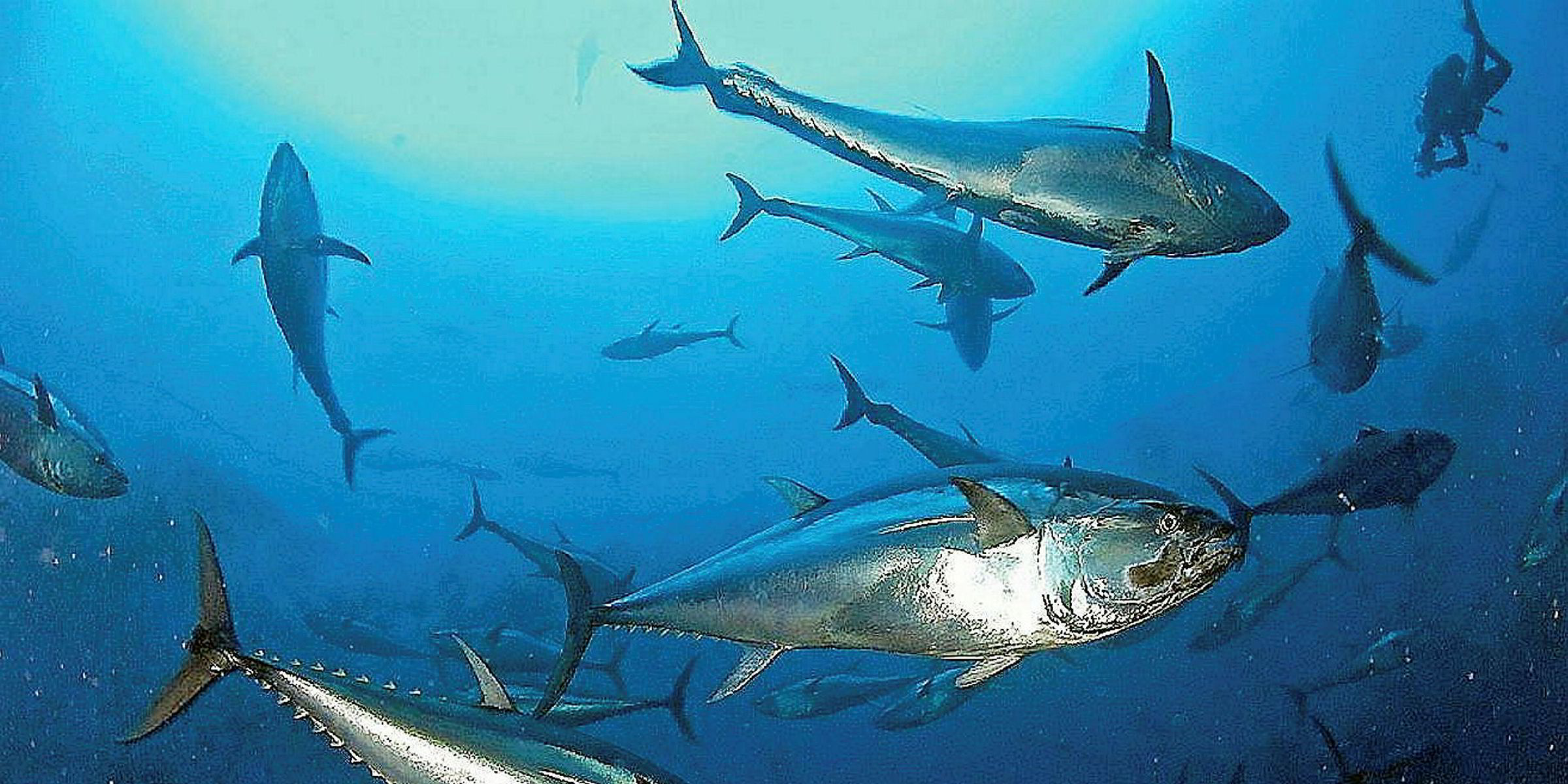 Maruha Nichiro, Kyokuyo planning exports of fully farmed bluefin tuna