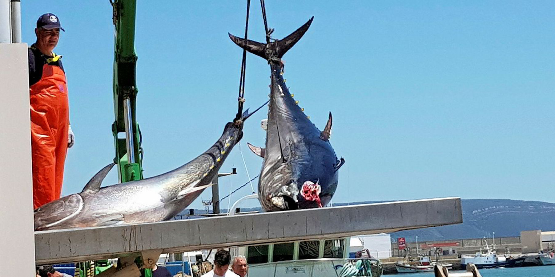 Spain introduces new regulations for Atlantic bluefin tuna fishing